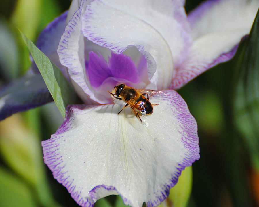 Bee on the Iris Photograph by Jai Johnson