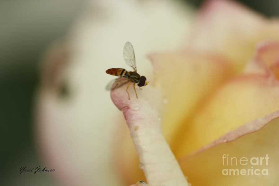 Bee on the Rose Photograph by Yumi Johnson