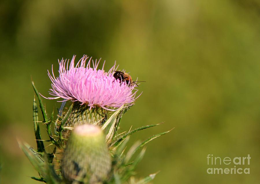 Bee on the Thistle Photograph by Yumi Johnson