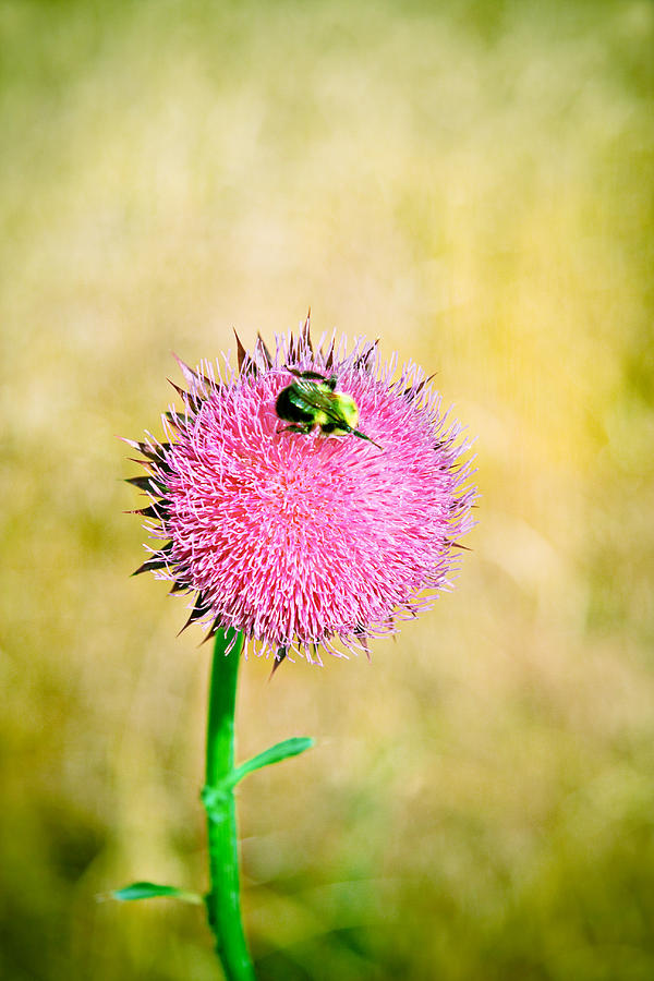 Bee on thistle Photograph by Kelley Nelson