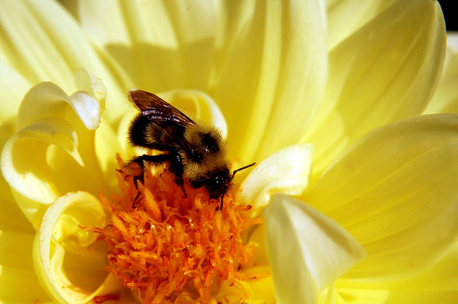 Bee on Yellow Flower Photograph by Prince Andre Faubert