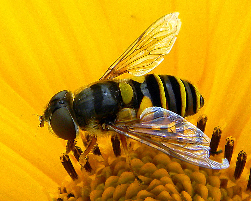 Bee on Yellow Flower Photograph by Mark J Seefeldt