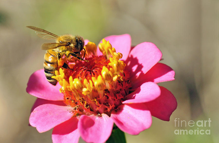 Bee on Zinnia Flower Photograph by Kaye Menner