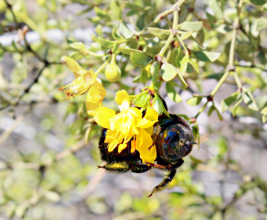 Bee Pollen Photograph by Jo Sheehan