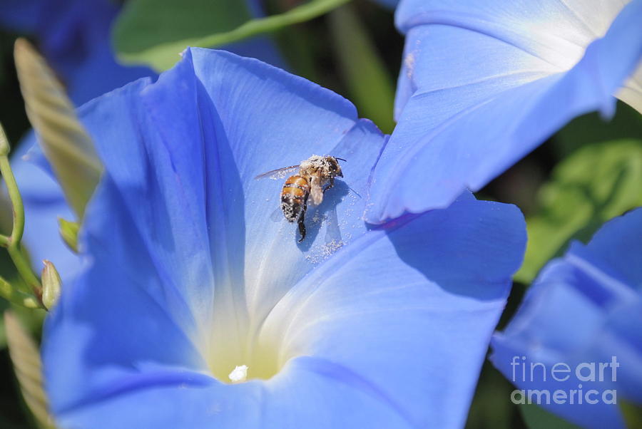 Bee Pollen Photograph by Ken Williams