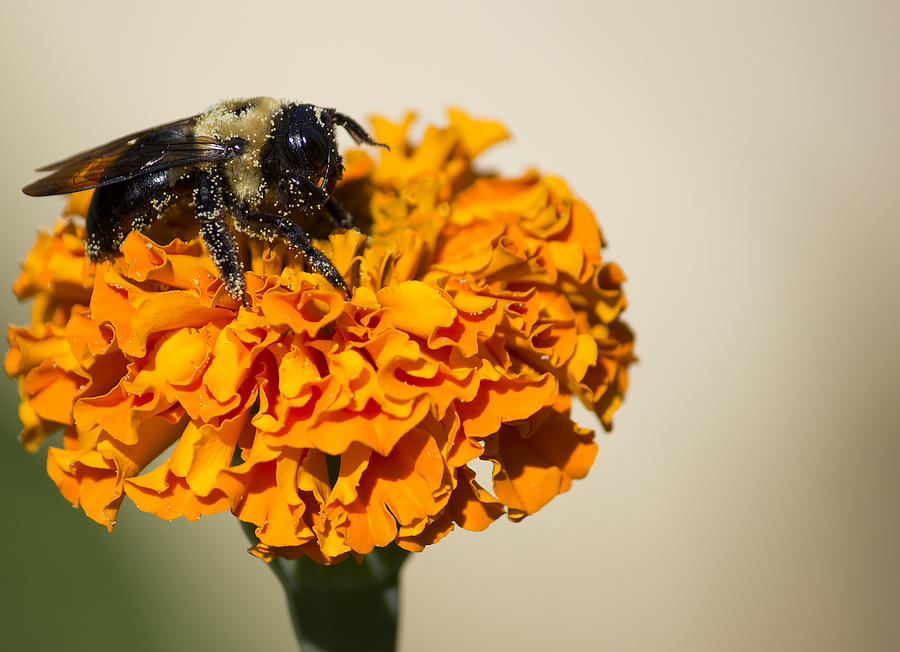 Bee Pollen Photograph by Shelley Bain