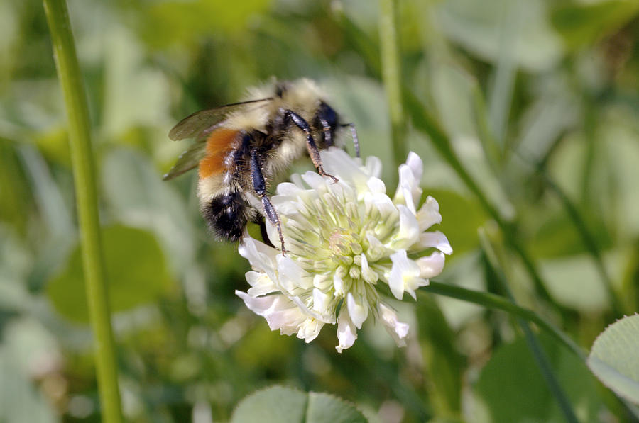 Bee Pollination Photograph by Lawrence Lawry - Fine Art America