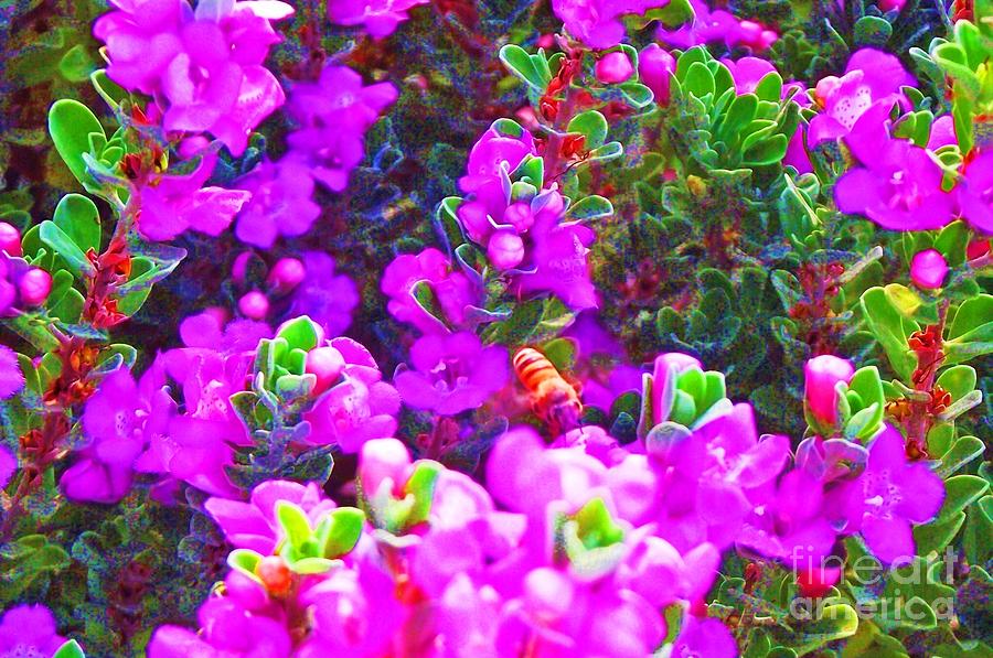 Bee  Purple 1 Photograph by Jayne Kerr 