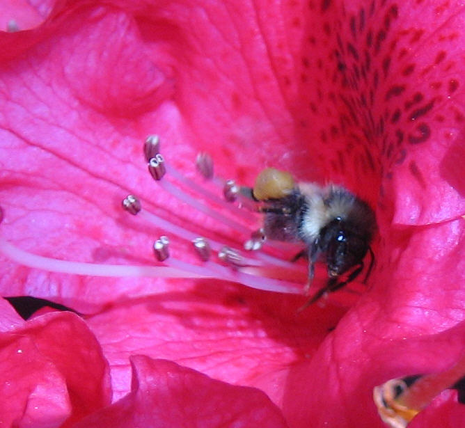 Bee Rides Rhodie Photograph by Kym Backland