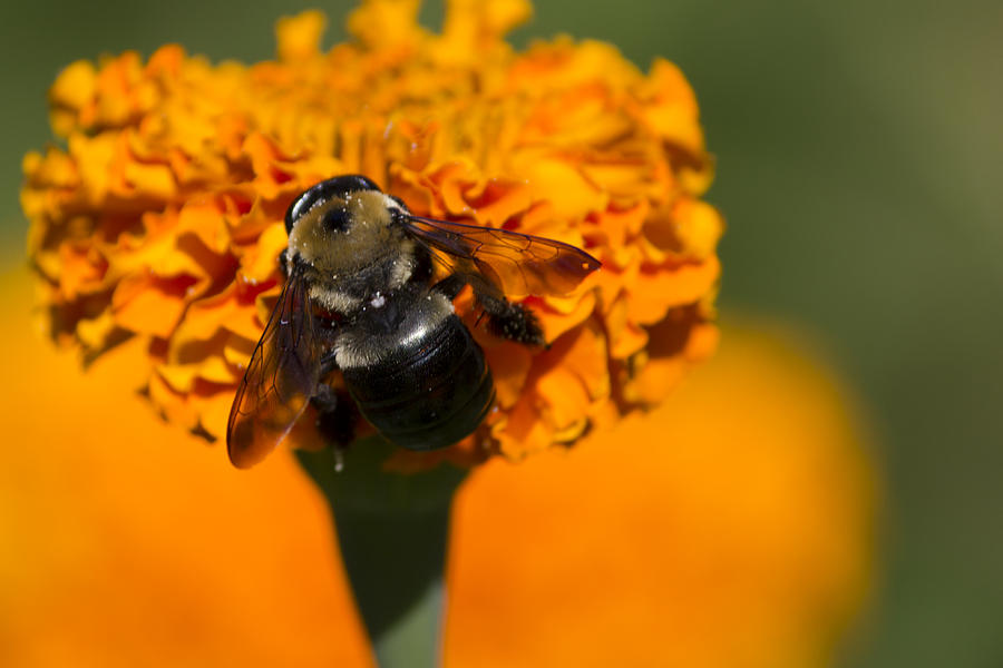 Bee Photograph by Shelley Bain