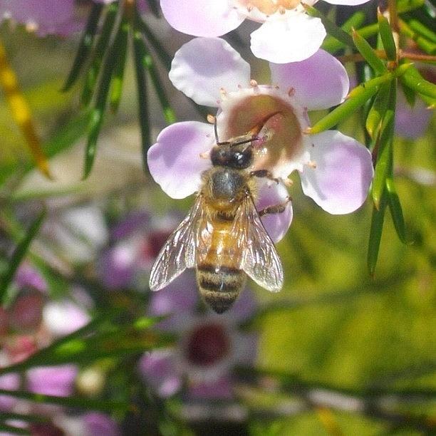 Nature Photograph - bee Stop :)) #nature #bees by Kristie Brown