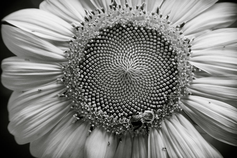 Black And White Photograph - Bee There at Hive by Terry Wingfield