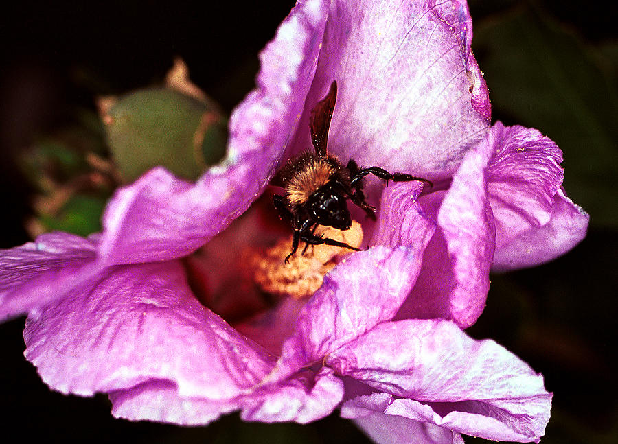 Bee there Photograph by Jean Noren