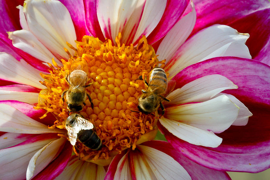 Bee Time Photograph by Jean Noren