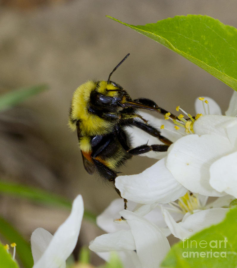 Bee-utiful Photograph by Donna L Munro