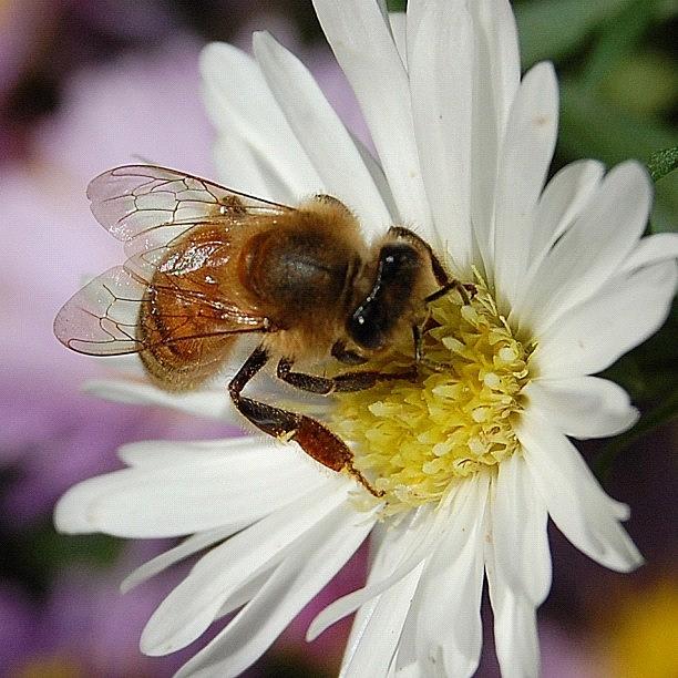 Bee White Aster Photograph by Rita Frederick