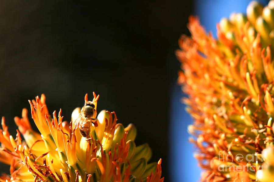 Bee with dark background Photograph by Henrik Lehnerer