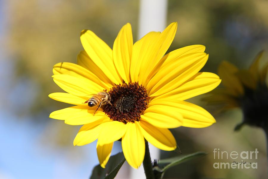 Bee with small sunflower Photograph by Yumi Johnson
