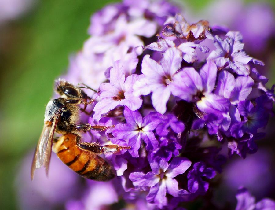 Bee with swarm of flowers Photograph by Meeli Sonn