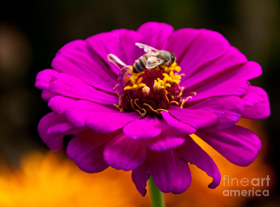 Flowers Still Life Photograph - Bee Zin Like by Dana Kern