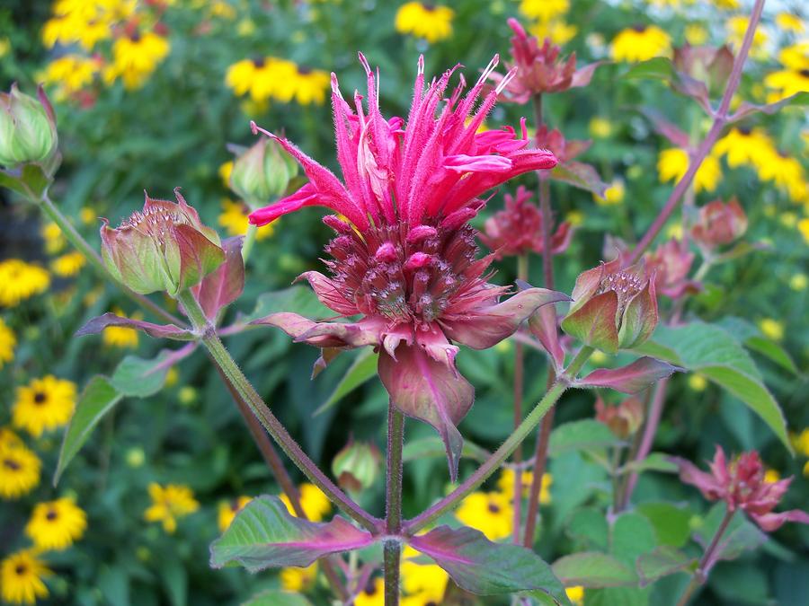Beebalm Flower Photograph by Corinne Elizabeth Cowherd
