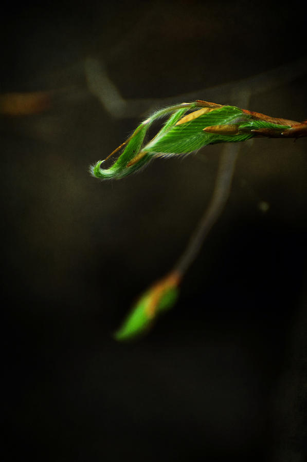 Beech - Fagus Grandifolia Photograph by Rebecca Sherman