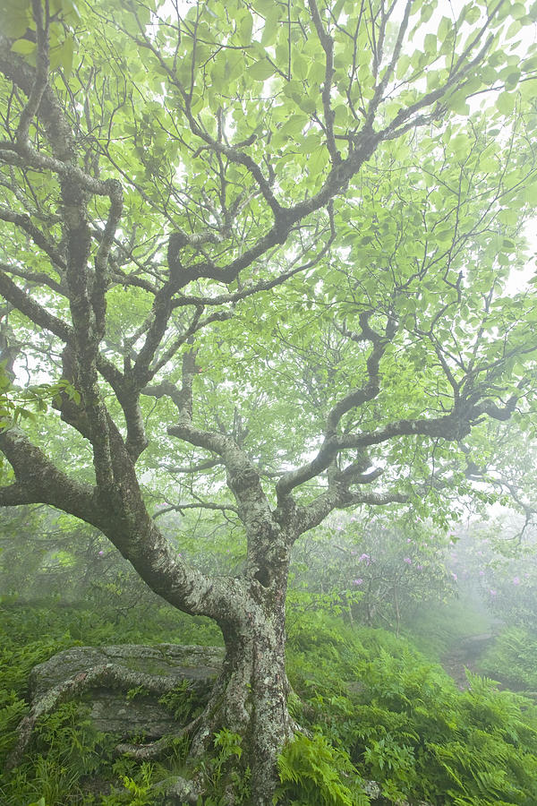 Beech at Craggy Photograph by Rob Travis
