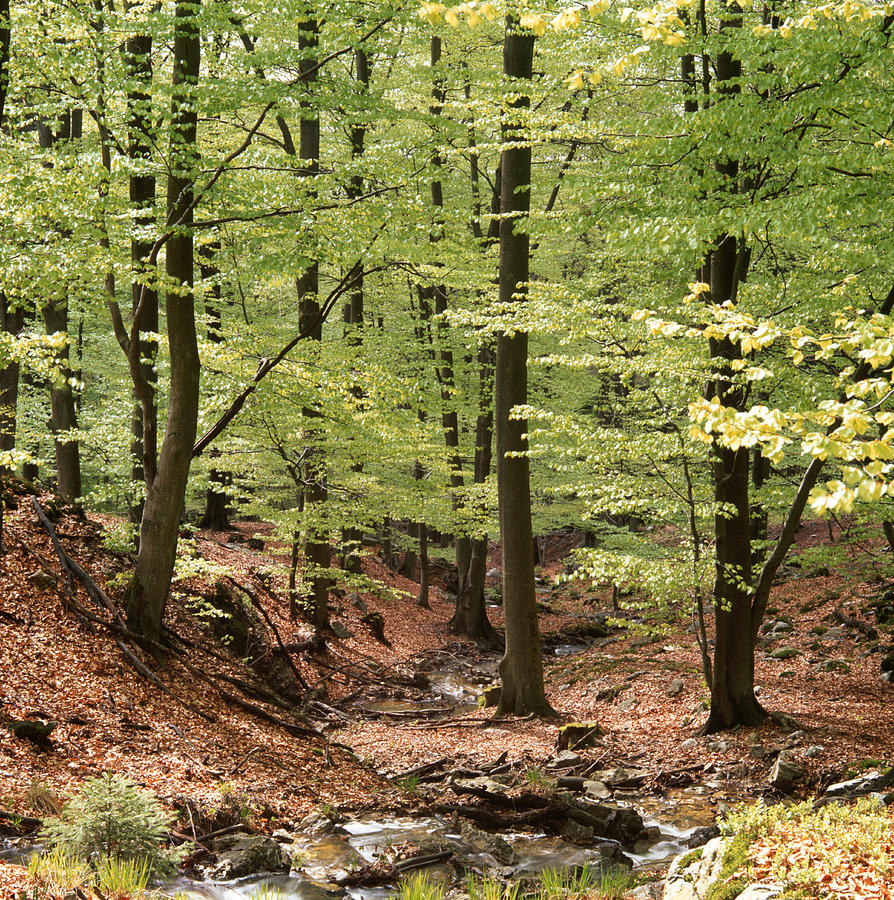 Beech forest after spring shower Photograph by Ulrich Kunst And Bettina Scheidulin