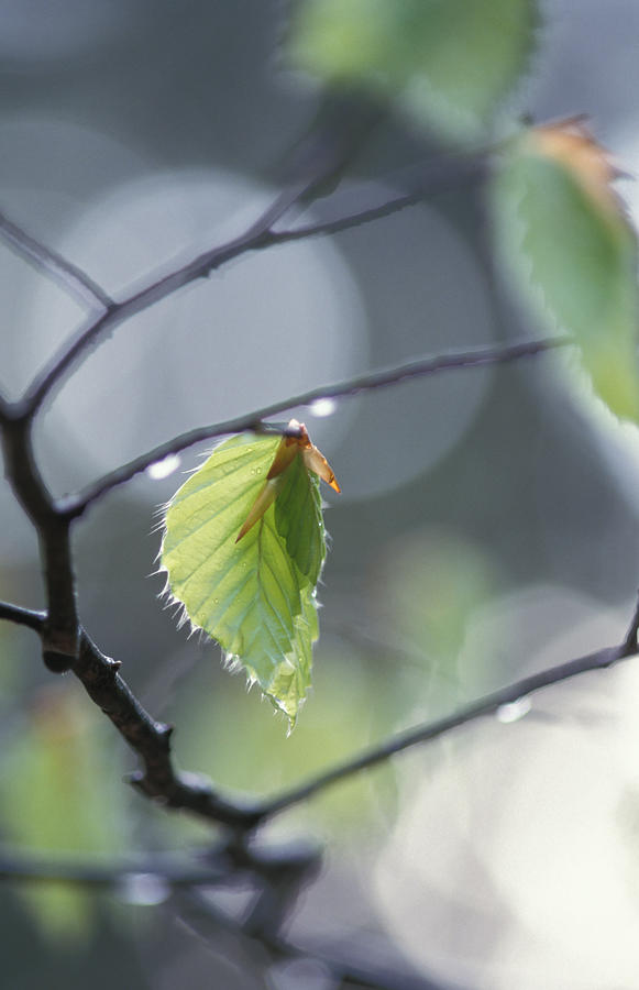 Beech leaf after spring rain Photograph by Ulrich Kunst And Bettina Scheidulin