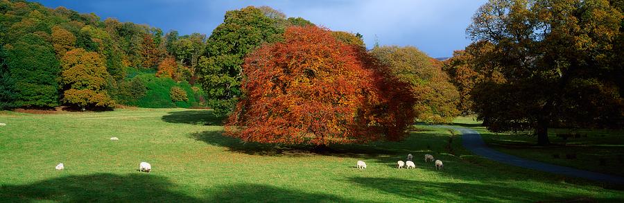 Landscape Photograph - Beech Tree, Glendalough, Co Wicklow by The Irish Image Collection 