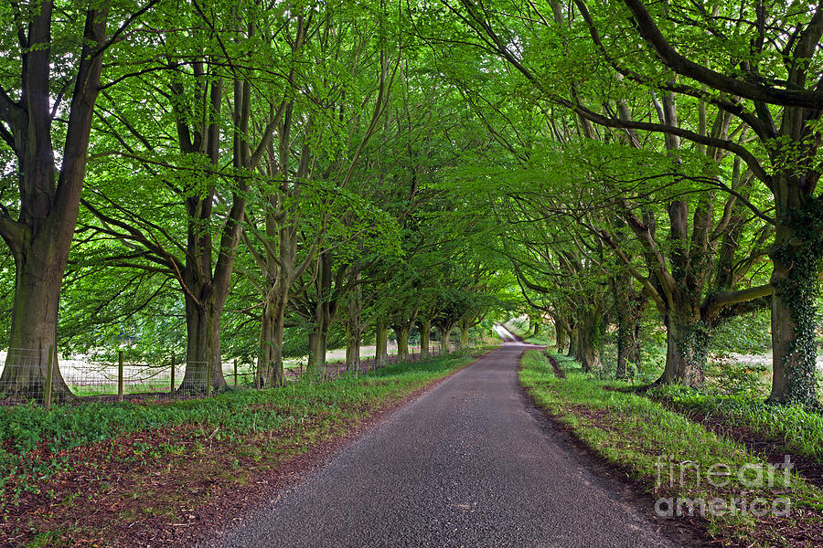 Tree Photograph - Beech tree lined country road by Richard Thomas