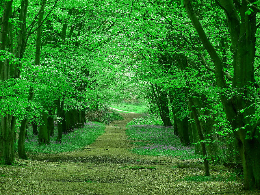 Beechwood grove Photograph by Bob Kemp - Fine Art America