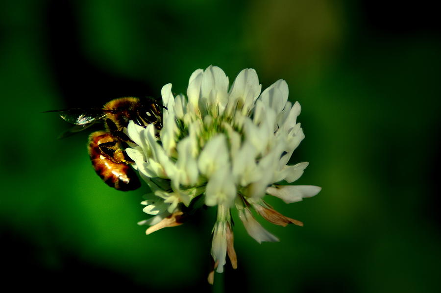 BeeFlower Photograph by David Weeks