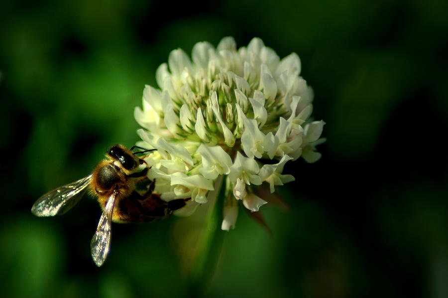 BeeFlower2 Photograph by David Weeks