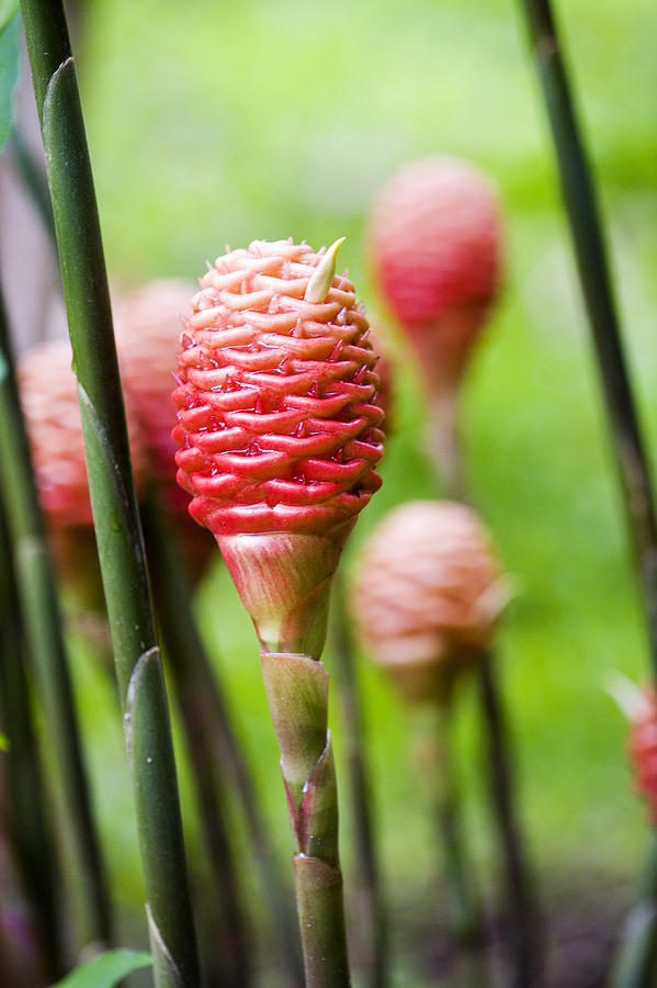 Beehive Ginger Plant 2 Photograph by Wendy White