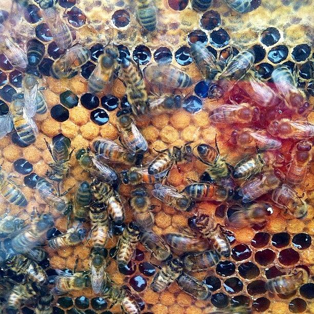 Nature Photograph - #beehive #hive #bee #bees #busybees by Ashley Grant