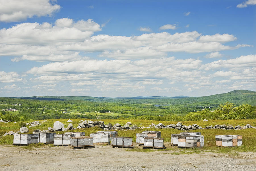 Beehives In A Maine Blueberry Field Photograph by Keith Webber Jr