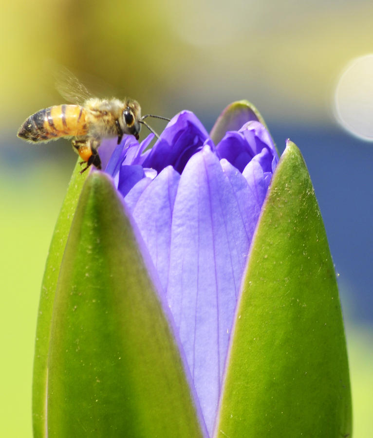 Beelilyful Photograph by Melanie Moraga