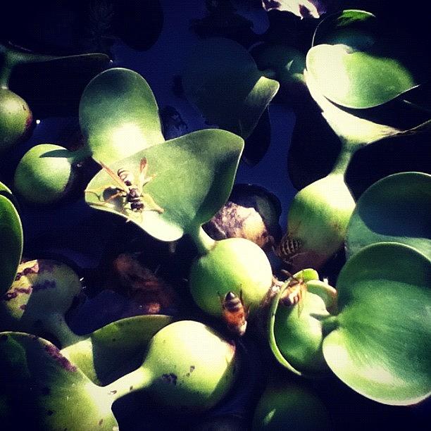 Bees And Wasps🐚 Photograph by Hannah Karg