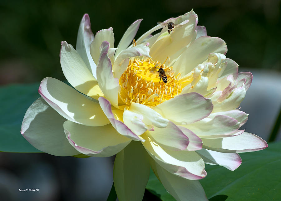 Bees Buzzing the Lotus Blossom Photograph by Stephen Johnson
