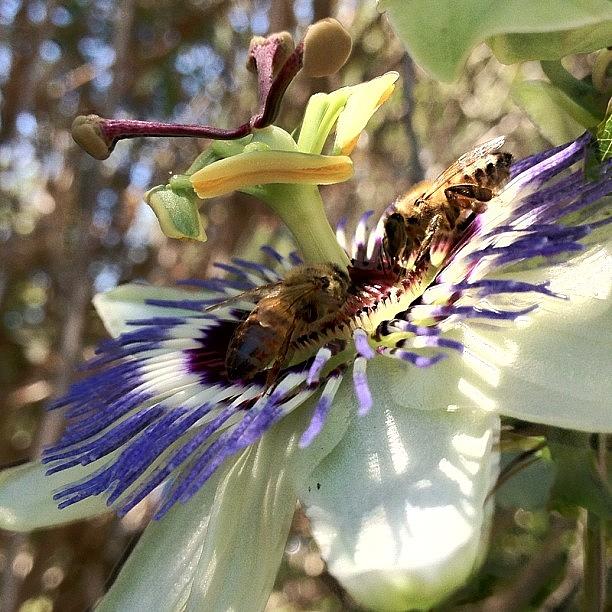 Flowers Still Life Photograph - #bees #flower #passionflower #nofilters by Nichole Zellmer