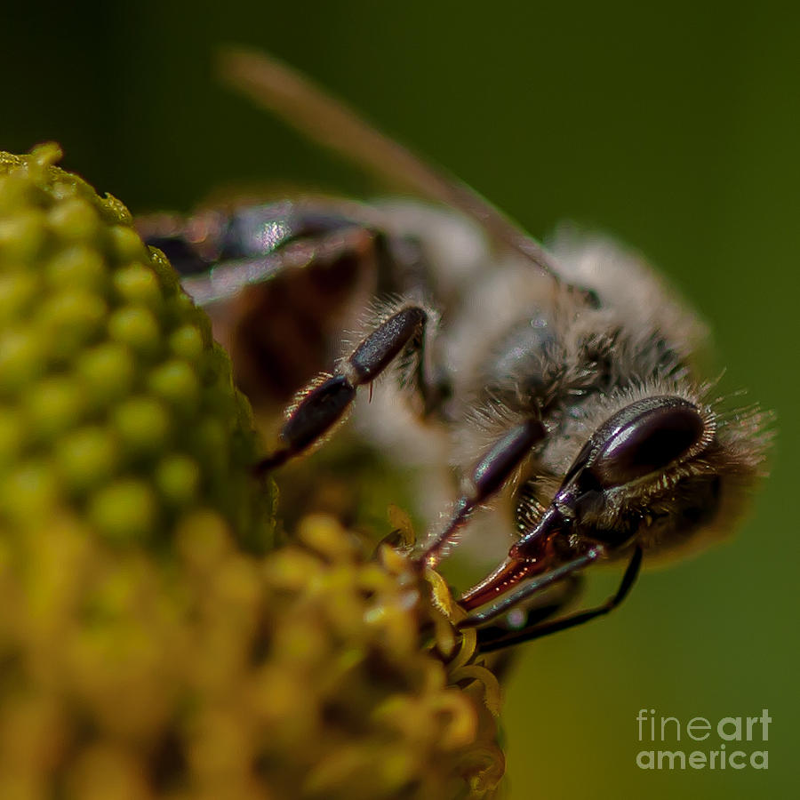 Bees Photograph by Jorgen Norgaard