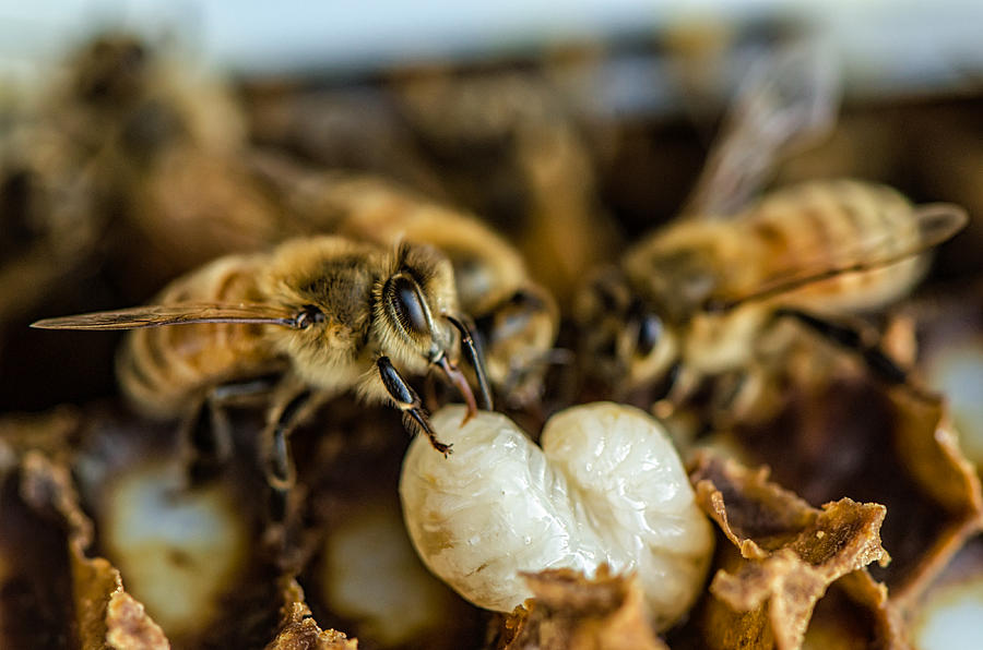 Up Movie Photograph - Bees Tending Larva by James Bull
