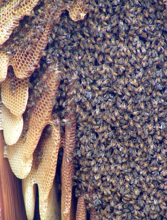 Bees Photograph by William McCoy