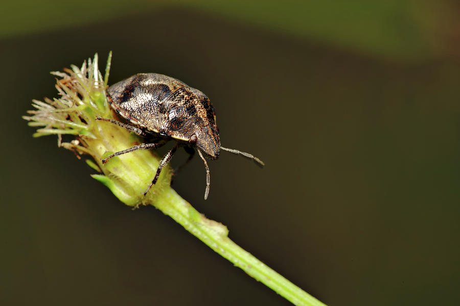 Beetle Bug Photograph by Nick  Shirghio
