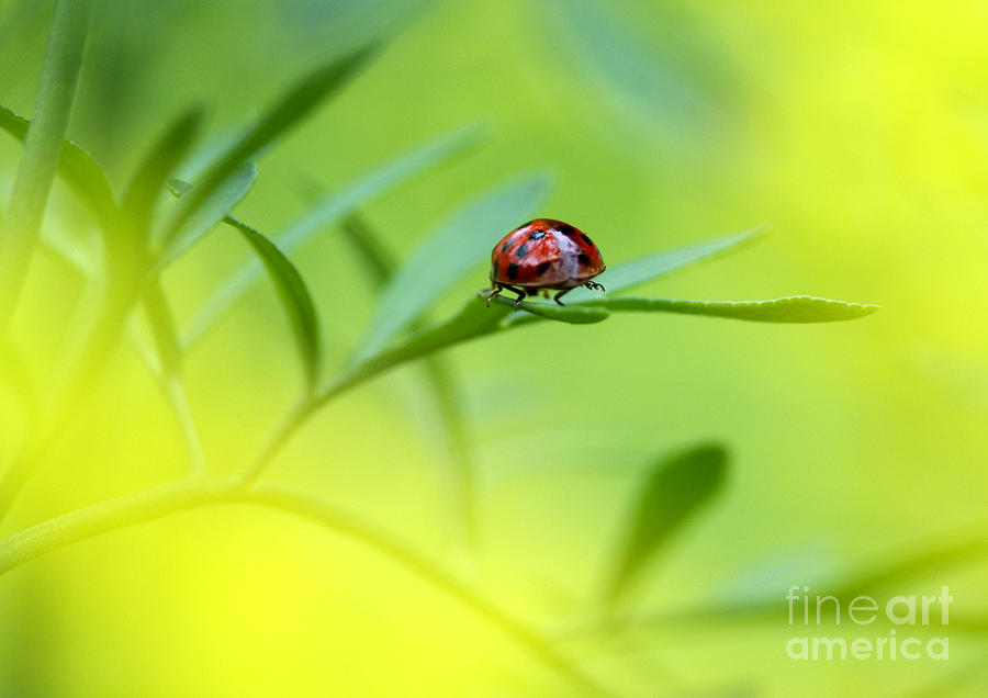 Ladybug Photograph - Beetle Butt by Sharon Talson