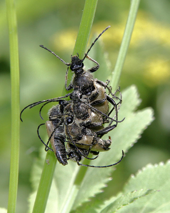 Beetle mania Photograph by Doris Potter