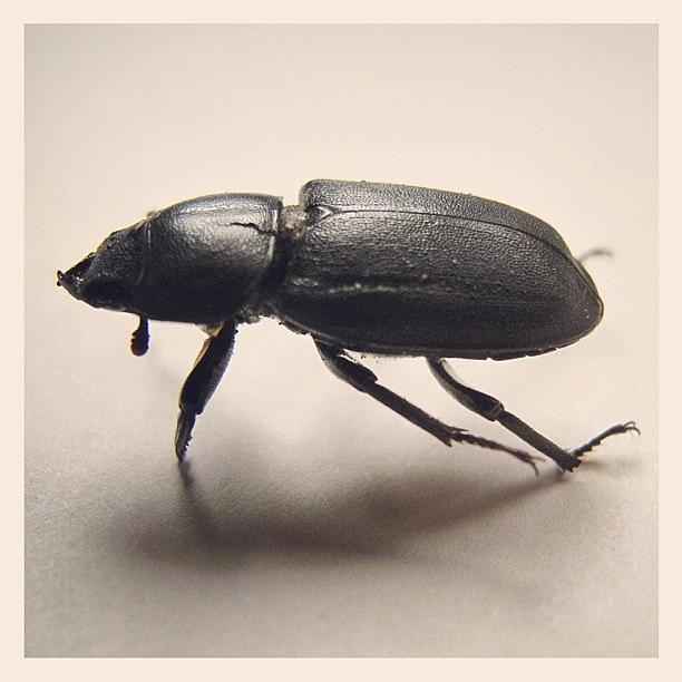 Black And White Photograph - Beetle by Tom Crask