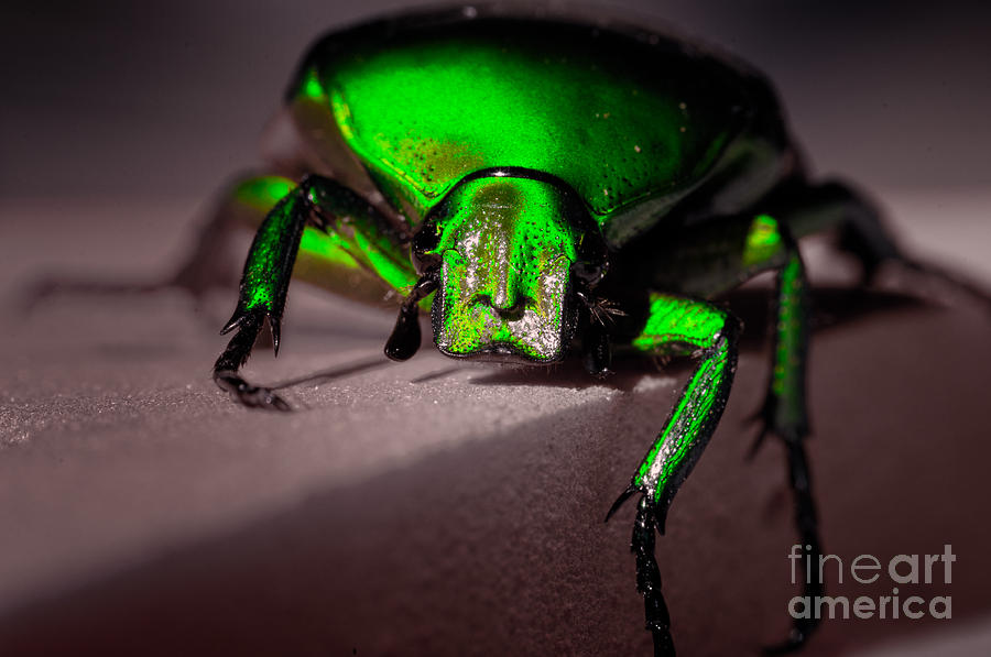 Beetle  Photograph by Venura Herath