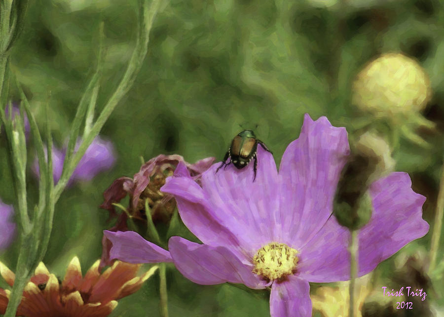 Beetlejuice Photograph by Trish Tritz
